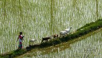 93 - HERDING GOATS - DE DECKER IVO - belgium